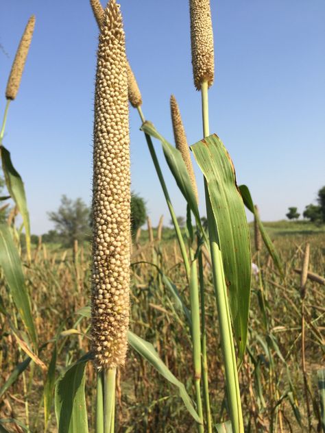 Pearl millet🌾🌾🌾 Pearl Millet, Bus Games, Crop Production, Power Suit, Millet, The Godfather, Cactus Plants, Pearl White, Farmer