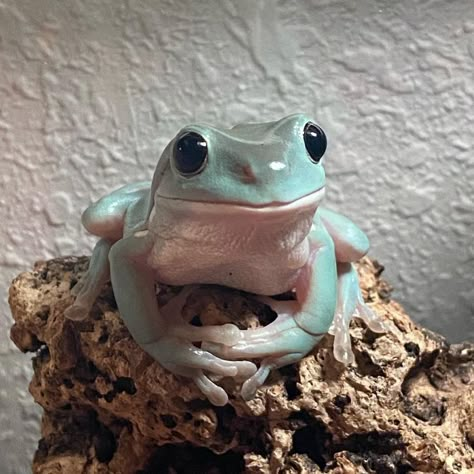 Cute Pet Frogs, Tree Frogs Cute, White’s Tree Frog, Cute Amphibians, White's Tree Frog, Frogs As Pets, Tree Frog Aesthetic, Frog Pictures Cute, Whites Tree Frog Terrarium