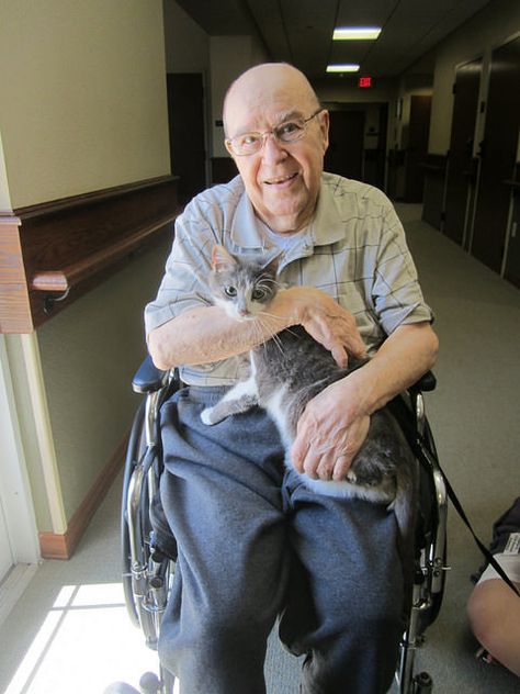 Think Your Cat Would Make a Great Therapy Animal? Animal Therapy, Therapy Cat, Therapy Animals, Animal Health, Kinds Of Cats, Great Job, Pet Health, It Takes, Rabbits