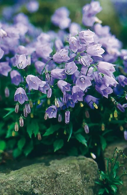 Fairy Thimble Bell Flower - Van Wilgen's Garden Center Flower Van, Tiny Spoon, Blue Container, Bell Gardens, Green Ground, Landscape Services, Top Soil, Garden Club, Paving Stones