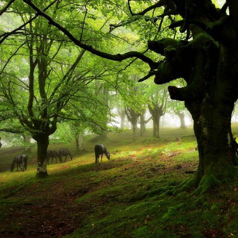 Spanish Mountains, Spanish Countryside, Sherwood Forest, Deep Autumn, Basque Country, The Heart Of Man, Find Beauty, Mountain Range, In The Mountains