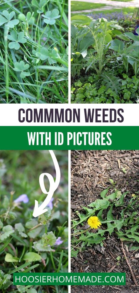 Identifying Weeds, Common Garden Weeds, Common Lawn Weeds, Lawn Weeds, Curb Appeal Garden, Lawn Ideas, Garden Goals, Garden Magic, Wisteria Tree