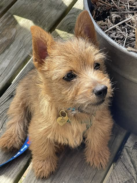 Norwich Terrier Puppy, English Dogs, Fluffy Things, Cute Doggos, Hog Hunting, Australian Terrier, Norfolk Terrier, Norwich Terrier, Norwich Norfolk