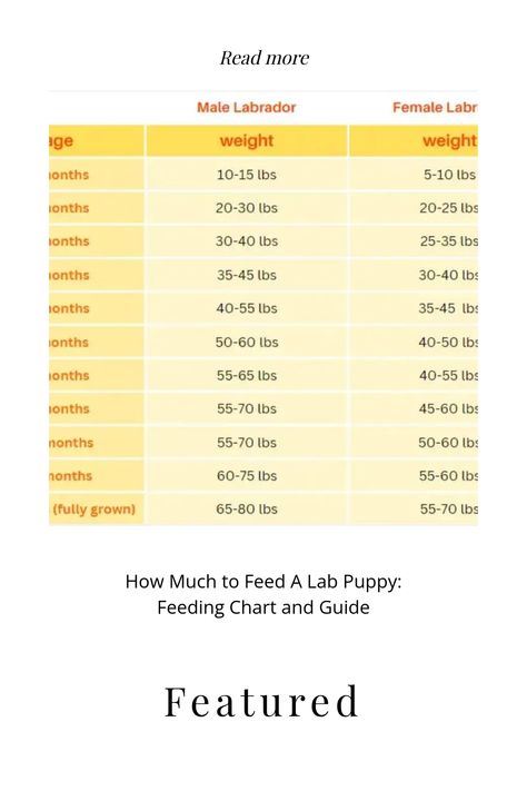 Looking for a feeding guide for your Labrador puppy? Learn how much to feed a lab puppy and use our labrador feeding chart for nutrition. Puppy Feeding Chart, Puppy Feeding, Puppy Labrador, Brown Labrador, Dog Labrador, Pound Puppies, Lab Puppy, Soft Food, Labrador Retriever Puppies