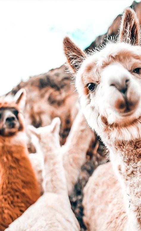 Ty Animals, Funny Selfies, Llama Llama, Cute Alpaca, Animal Print Wallpaper, Super Cute Animals, Cute Animals Images, Cute Wild Animals, Cat Person