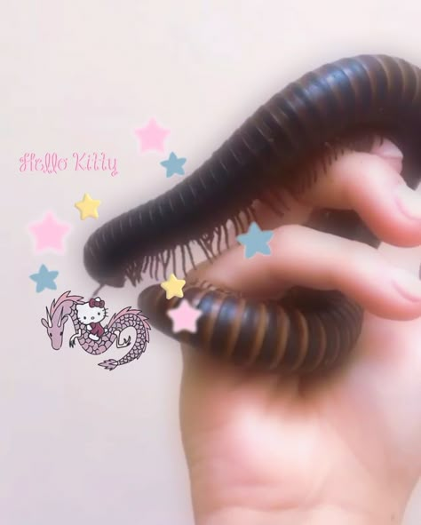 Millipede Aesthetic, Millipedes, Bug Core, Centipede Aesthetic, Weird Images, Cool Bugs, A Bug's Life, Creepy Crawlies, Arthropods