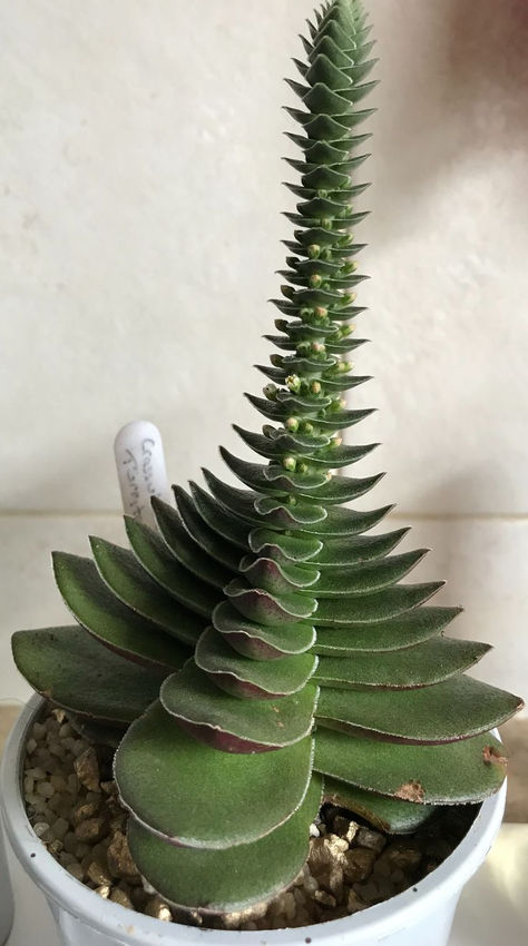 Rare Cacti, Aesthetic Crazy, Odd Plants, Kaktus Dan Sukulen, نباتات منزلية, Weird Plants, Plant Fungus, Succulent Garden Diy, Free Aesthetic