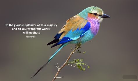 Psalms 145:5 Lilac Breasted Roller, Bird Sketch, World Birds, Lion Dance, Most Beautiful Birds, Bird Artwork, Colorful Animals, Bird Pictures, Exotic Birds