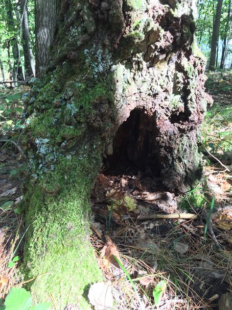 Hollowed Out Tree Stump, Tree Hollow Illustration, October Movie, Faerie Forest, October Movies, Changing Aesthetic, Gacha Background, Woodland Wonderland, Hollow Tree