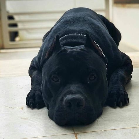 All black ❤️ Give him a name ?? Owner: @ Dm for credit ( All rights are reserved & belongs to the respective owners ) ✔️ Tag Someone Who Loves Pitbulls! 😍 ✔️ Follow Us For MORE POSTS LIKE THIS :) 🤕 💛 🤣 🍑😂❤ ℹTag a friend ⬇⠀⠀ 🐶Follow -> @pitbull.lover.world 🐶⠀⠀ ____________________________________________⠀⠀ #pitbull #pitbulllove #pitbullpuppy #pitbulllover #dog #pitbullpuppies #americanpitbull #pit #pitbullsarelove #pitbulllovvers #americanbully #staffordshirebullterrier #bully #pitbullsof Black Pitbull Puppies, Dog Line Art Tattoo, Chien Cane Corso, Pitbull Dog Puppy, Pitbull Dog Breed, Black Pitbull, Line Art Tattoo, Bully Breeds Dogs, Dog Line Art