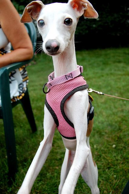 One day i want to adopt a greyhound. Many r used for racing, then put down.So Sweet Italian Greyhound in pink Italian Gray Hounds, Gray Hound, Iggy Dog, Pink Harness, Greyhound Puppy, Puppy Fever, Italian Greyhound Dog, Grey Hound Dog, Best Dog Breeds