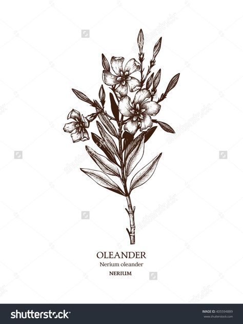 Nerium Oleander Drawing, Deadly Flowers Drawing, Nerium Oleander Tattoo, Deadly Plant Tattoo, Deadly Flower Tattoo, Oleander Tattoo, Into Tattoo, Oleander Flower, Oleander Plants