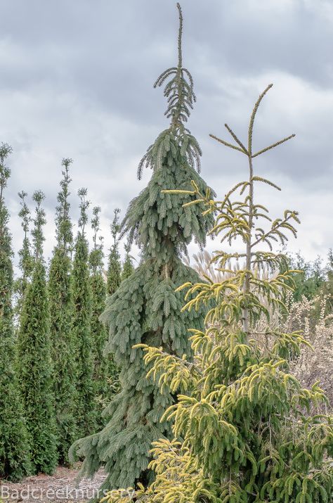 Picea orientalis 'Skylands', Picea glauca 'Pendula' and Thuja occidentalis 'Malonyana' Picea Orientalis, Weeping White Spruce, Picea Glauca, Conifers Garden, Thuja Occidentalis, White Spruce, Garden Inspo, Front Porches, Unique Trees