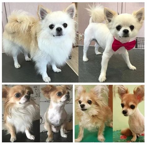 Can I Shave My Chihuahua? Grooming Myths Debunked | by Helen C. Gutierez | Sep, 2024 | Medium Long Coat Chihuahua, Short Haired Chihuahua, Razor Bump, Unique Coats, Long Hair Chihuahua, Facial Massage Techniques, Dog Pee Pads, Shaving Tips, Grooming Style