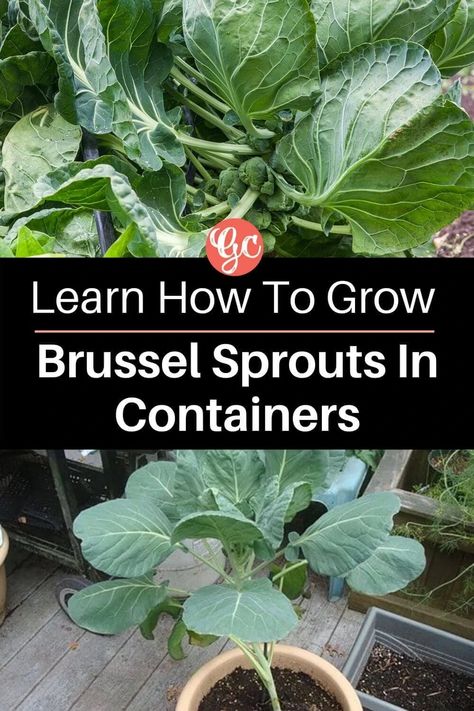 How to Grow Brussels Sprouts in Containers Growing Brussel Sprouts, Grow Brussel Sprouts, Harvesting Brussel Sprouts, Fresh Brussel Sprouts, Brussel Sprout Plant, Growing Cilantro, Growing Vegetables In Pots, Bucket Gardening, Vegetable Garden Diy