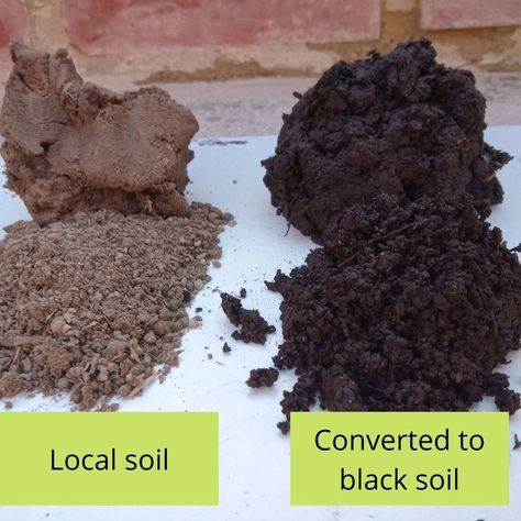 Picture of local soil and local soil converted to black soil. Garden Tools Decor, Amazon Rain Forest, Peat Soil, Black Soil, Compost Soil, Food Forest, Rain Forest, Food Garden, Fruit Garden