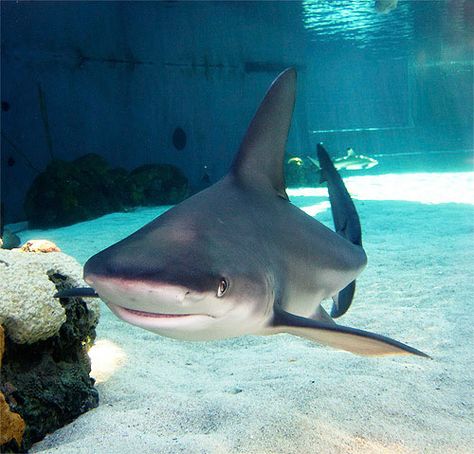 Sandbar Shark, Silky Shark, Shark Boots, Aquarium Of The Pacific, Sharkboy And Lavagirl, Shark Tale, Shark Photos, Bull Shark, Shark Vacuum