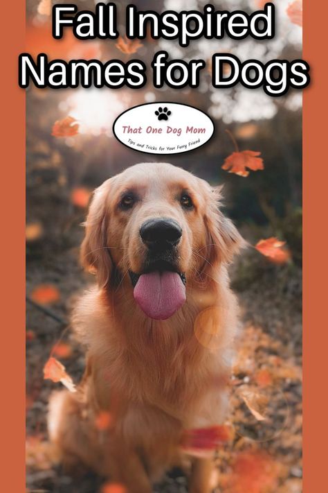 Fall inspired names for dogs with autumn birthdays | Autumn themed dog names Golden Retriever Fall, Autumn Name, Golden Retriever Names, Girl Dog Names, Aesthetic Names, Fall Dog, Gotcha Day, Puppy Names, Fall Birthday