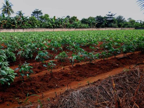 Cassava plants have green leaves royalty free stock image Eating People, Leaves Photo, Vector People, Green Leaves, Stock Images Free, Photo Image, The Day, Royalty, Royalty Free