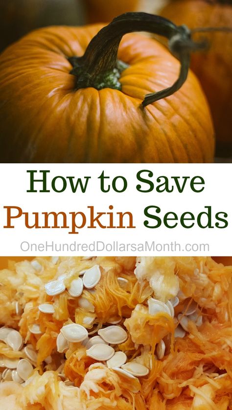 Saving Seeds From Vegetables, Grow Pumpkins From Seeds, Planting Pumpkin Seeds, Preserving Pumpkins, Save Seeds, Planting Pumpkins, Pumpkin Sauce, Pumpkin Garden, Squash Seeds