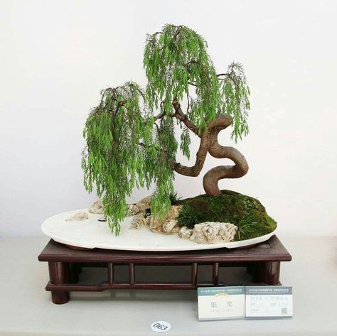 Weeping Bonsai, Weeping Willow Bonsai, Willow Bonsai, Growing Bonsai, A Willow Tree, Tree Types, Tiny Trees, Bonsai Forest, Bonsai Tree Types