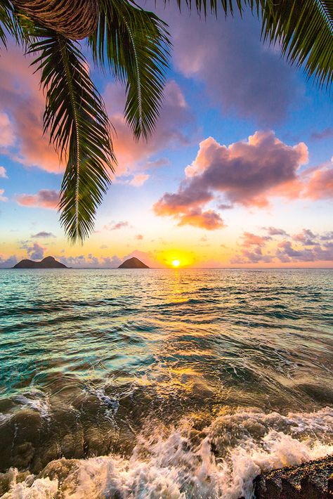 The Ocean, Palm Trees, The Sun, Hawaii, Trees, Sun