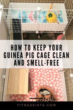 Guinea Pig Cage Ideas, Diy Guinea Pig Cage, Guinea Pig Ideas, Guinea Pig Diy, Pig Ideas, Guinea Pig Cages, Guinea Pig Accessories, Guinea Pig Food, Guinea Pig House