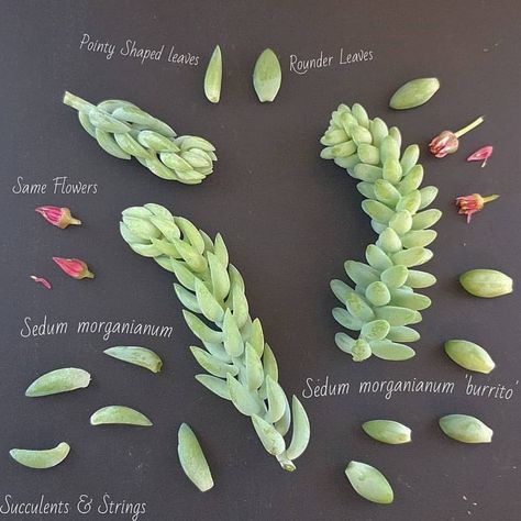 Burros Tail, Small House Garden, Plant Fungus, Types Of Succulents, The Leaf, Backyard Fun, Cactus And Succulents, Planting Herbs, Succulents Garden