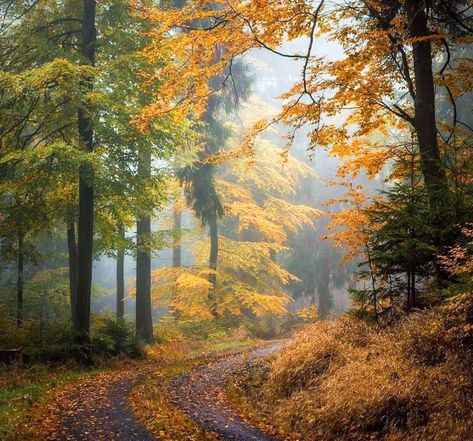 ***Autumn (Thuringian Forest, Germany) by Heiko Gerlicher (@heikogerlicher) cr.🇧🇪 Autumn Court, October Country, Autumn Scenes, Autumn Scenery, Autumn Beauty, Autumn Landscape, Autumn Aesthetic, Autumn Photography, Enchanted Forest