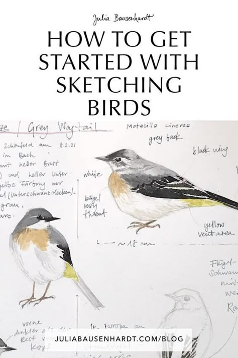 Birding Journal Ideas, Drawing Birds Tutorial, Birds Watercolor Paintings, How To Draw A Bird, Bird Drawing Tutorial, Bird Illustration Drawing, Watercolor Birds Tutorial, Bird Watching Journal, Bird Pencil Drawing