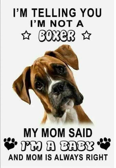 Boxer Dog Quotes, Boxer Breed, Boxer Dogs Funny, Ideas For Dogs, Boxer Mom, Boxer And Baby, Funny Boxer, Dog White, Cesar Millan