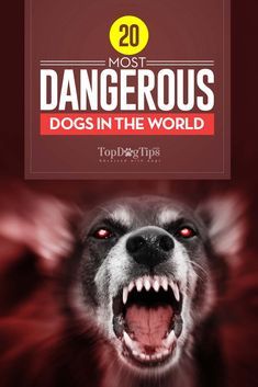 Top Most Dangerous Dogs in the World. Dogs have served man for many years. In the beginning they helped us hunt and kept us company. Nowadays they mostly keep us company and fill our lives with joy. But, we must never forget where they came from, and some of those traits are still present in the breeds today. Canines are still animals, and there are some of the most dangerous dogs we must be aware of. #dog #breeds #dangerous #worst #scary #dogs #lists Aggressive Dog Breeds, Future Veterinarian, Most Dangerous Animals, Dog Cake Recipes, Aggressive Animals, Hypoallergenic Dog Breed, Veterinary School, Dog Body Language, Dog Breeds List