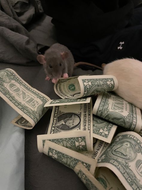 Dumbo rat stealing my sons snack money! Cute Rat Aesthetic, Roof Rats, City Rats, Rat Queens, Dumbo Rat, Funny Rats, Fancy Rat, Cute Rats, Mouse Rat