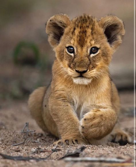 Ｌｉｏｎｓ ｏｆ Ａｆｒｉｃａ 🦁 on Instagram: “How would YOU caption this?🥰❤️ Share this with someone who NEEDS to see this! 📲 ———————————————————— 🦁FOLLOW US @thelionvibes ❗️ 🦁FOLLOW…” Lion Drawings, Lion Cubs Playing, Cubs Wallpaper, Lion Africa, Tattoo Lion, Tiger Images, Lion Cubs, Lion Artwork, Lion Drawing