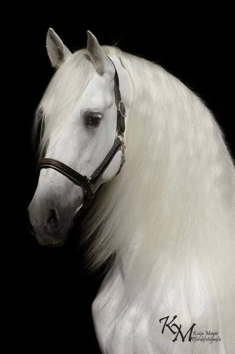 Horse Images, Andalusian Horse, Most Beautiful Horses, Grey Horse, Most Beautiful Animals, Majestic Horse, Horses And Dogs, Horse Crazy, White Horses