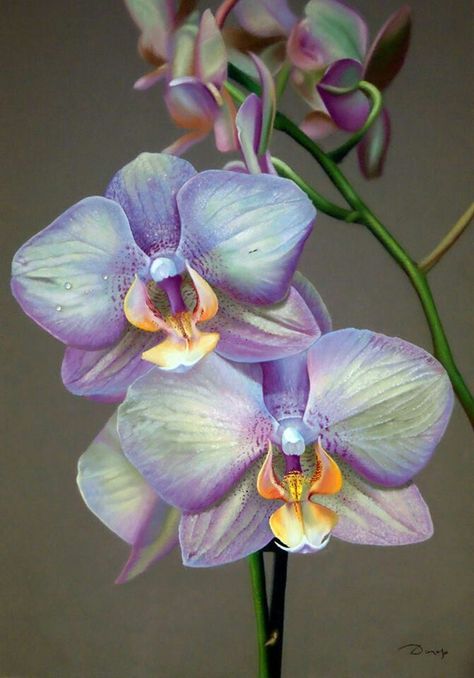 Orchid Blue, Orchids Painting, Orchid Photography, Rare Orchids, Art Pastel, Purple Orchids, Beautiful Orchids, Arte Inspo, Botanical Drawings