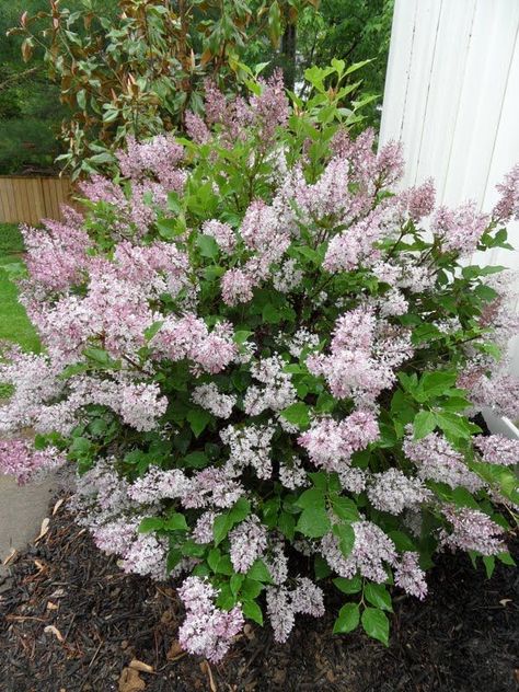 Miss Kim Lilac Bush | Posted 17th May 2011 by Bev Miss Kim Lilac Bush, Miss Kim Lilac, Privacy Screen Plants, Landscaping Shrubs, Lilac Bush, Screen Plants, Flowering Bushes, Lilac Bushes, Front Landscaping