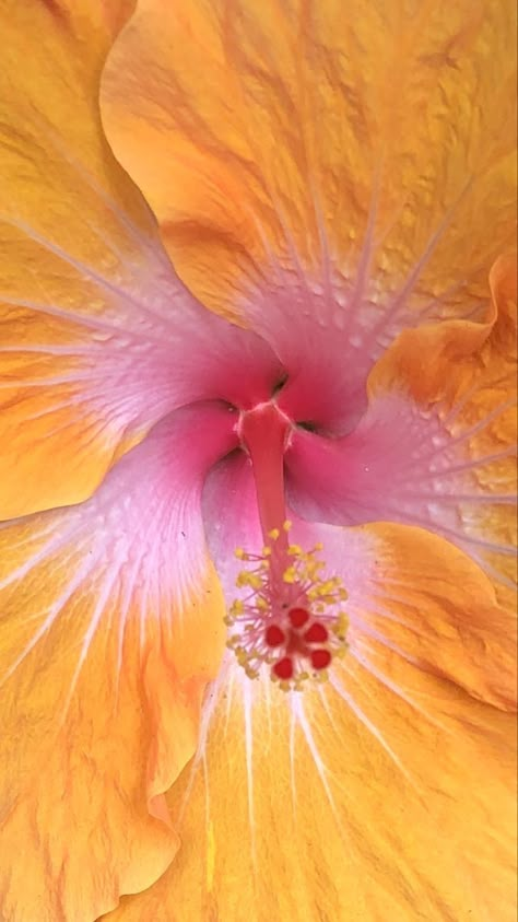 Nothing But Flowers, Flower Therapy, Orange And Pink, Summer Wallpaper, Exotic Flowers, Hibiscus Flowers, My Flower, Pretty Flowers, Wall Collage