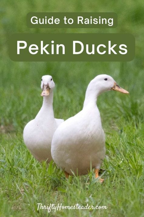 Duck Care, Raising Turkeys, Pekin Duck, Ducks And Chickens, Backyard Ducks, Duck Farming, Duck Coop, Raising Ducks, Duck Stuff