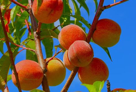 15 Surprising Foods That Cause Gas Fast Growing Fruit Trees, Orchard Garden, Growing Fruit Trees, Peach Tree, Peach Fruit, Fast Growing Trees, Bountiful Harvest, Peach Trees, Growing Fruit