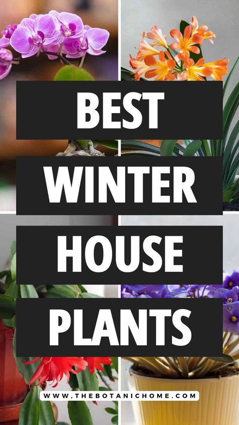 Cozy indoor space featuring healthy, vibrant cool plants that flourish in winter conditions. Japanese House Plants, Beginner Plants Indoor, Indoor Winter Garden, Low Light Plants Indoor, Winter Garden Decoration, Indoor Plants For Beginners, Best Indoor Hanging Plants, Best Plants For Bedroom, Low Maintenance Indoor Plants