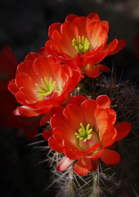 Red hedgehog cactus blooms / saija lehtonen Cactus Flower Photography, Hedgehog Cactus, Red Cactus, Cactus With Red Flower, Cactus Rose, Flower Identification, Flowers Orange, Flowers Petals, Hylocereus Undatus