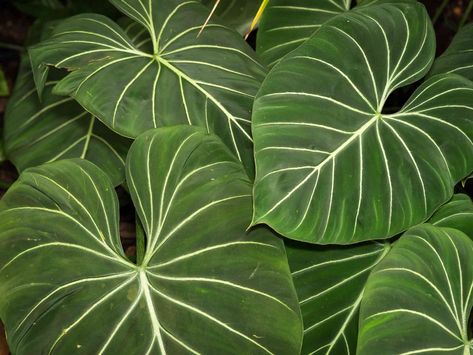 13 Big Leaf Houseplants That Make a Statement Philodendron Rio, Big House Plants, Philodendron Giganteum, Philodendron Brandtianum, Philodendron Hastatum, Elephant Ear Bulbs, Big Leaf Plants, Philodendron Brasil, Philodendron Birkin