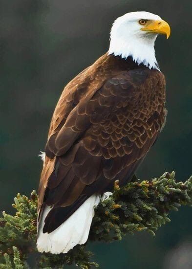 Aigle Royal, Eagle Painting, Eagle Wallpaper, Eagle Pictures, An Eagle, Bird Pictures, Pretty Birds, Alam Yang Indah, Colorful Birds