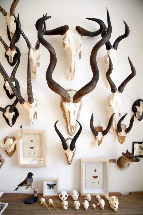 Kudu skull surrounded by Blue Wildebeest, Springbok, Red Hartebeest, Impala, Bushbuck, Blesbok and Sable antelope. Mandibles, Cape Town. Kudu Skull, Sable Antelope, Antelope Skull, Blue Wildebeest, Taxidermy Decor, European Mount, Horns Decor, Animal Taxidermy, Cabinet Of Curiosity