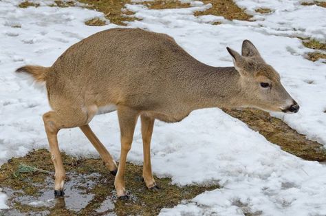 Deer Urine Deer Hoist, Deer Feed, Food Plots For Deer, Deer Feeders, Concealment Furniture, Ladder Stands, Compound Bows, Whitetail Deer Hunting, Deer Hunting Tips