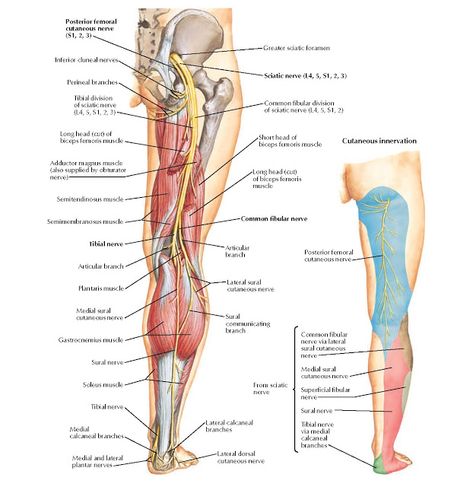 Sciatic Nerve and Posterior Femoral Cutaneous Nerve Anatomy   Posterior femoral cutaneous nerve (S1, 2, 3), Inferior cluneal nerves, Peri... Nerves In Leg, Femoral Nerve, Nerve Anatomy, Reflux Diet, Spinal Nerve, Human Body Anatomy, Nerve Pain Relief, Lower Limb, Muscle Anatomy