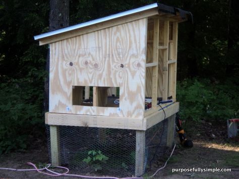 How to Build a Chicken Coop for Beginners Easy Diy Chicken Coop, Chicken Coop Ideas, Chicken Coop Plans Free, Build A Chicken Coop, Urban Chicken Farming, Cheap Chicken Coops, Mobile Chicken Coop, Small Chicken Coops, Easy Chicken Coop