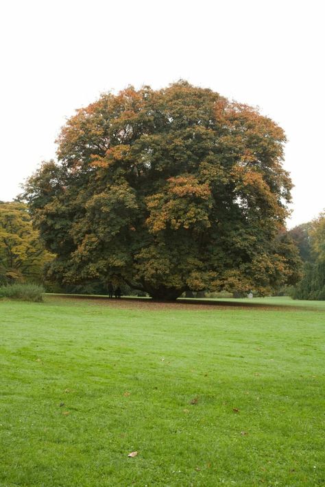 Sycamore Maple Tree, Amazing Trees, Yellow Autumn, Maple Trees, Specimen Trees, Tree Nursery, Tree Images, Sugar Maple, Scenery Nature