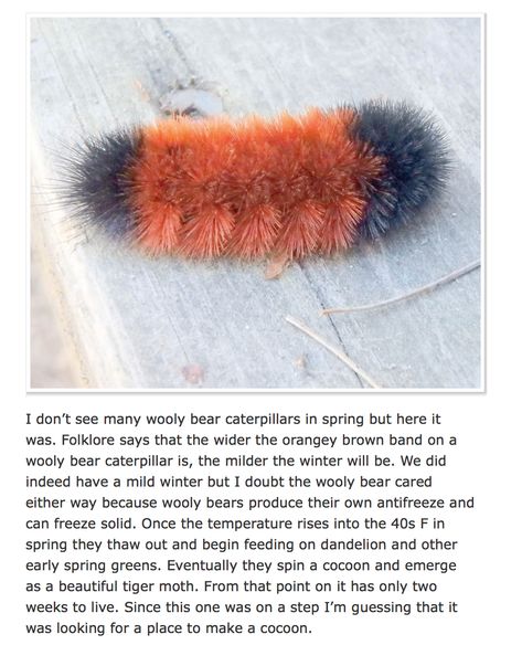 Wooly Bear Caterpillar, Woolly Bear, Tiger Moth, Moth Caterpillar, That Day, Caterpillar, Moth, Bugs, Bugs And Insects